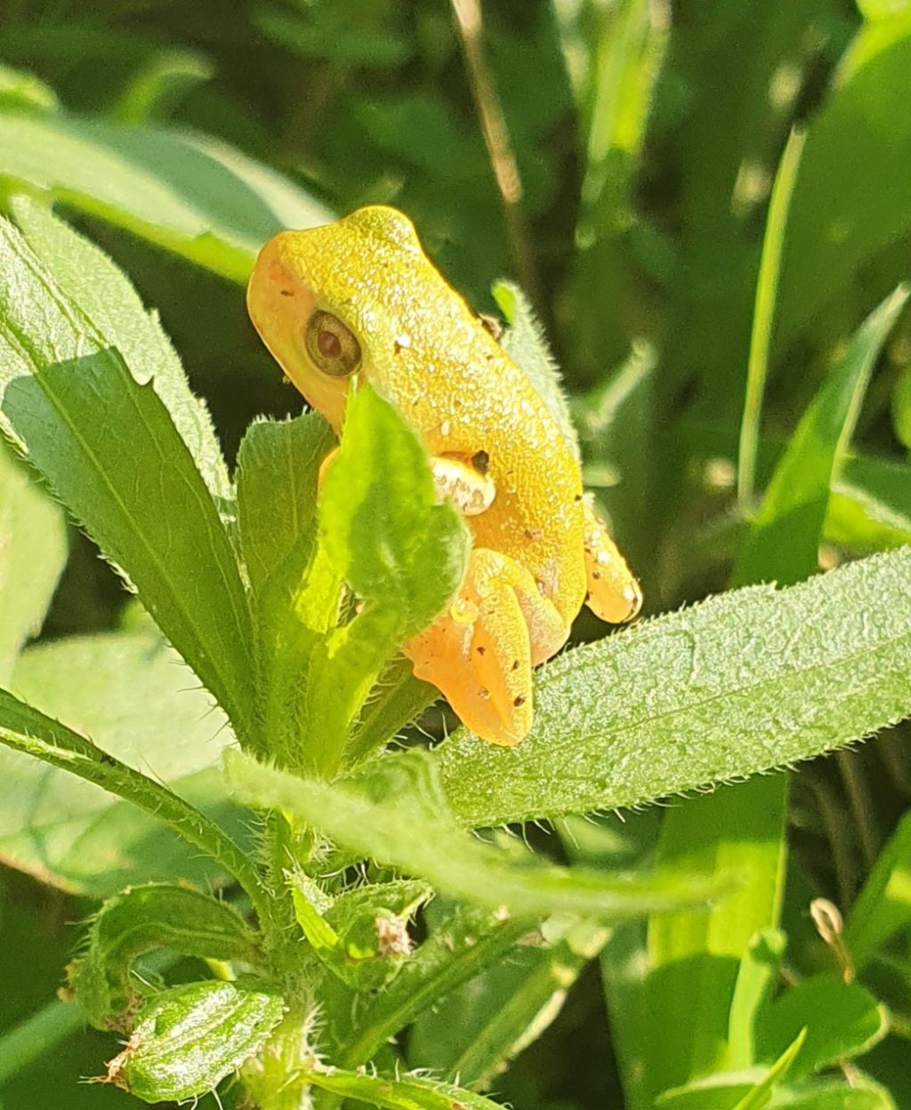 Curioso avvistamento - Raganella leucistica